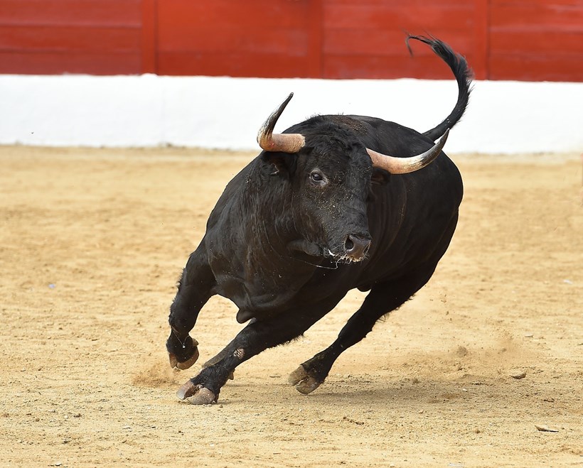 Lamborghini Bullfighting