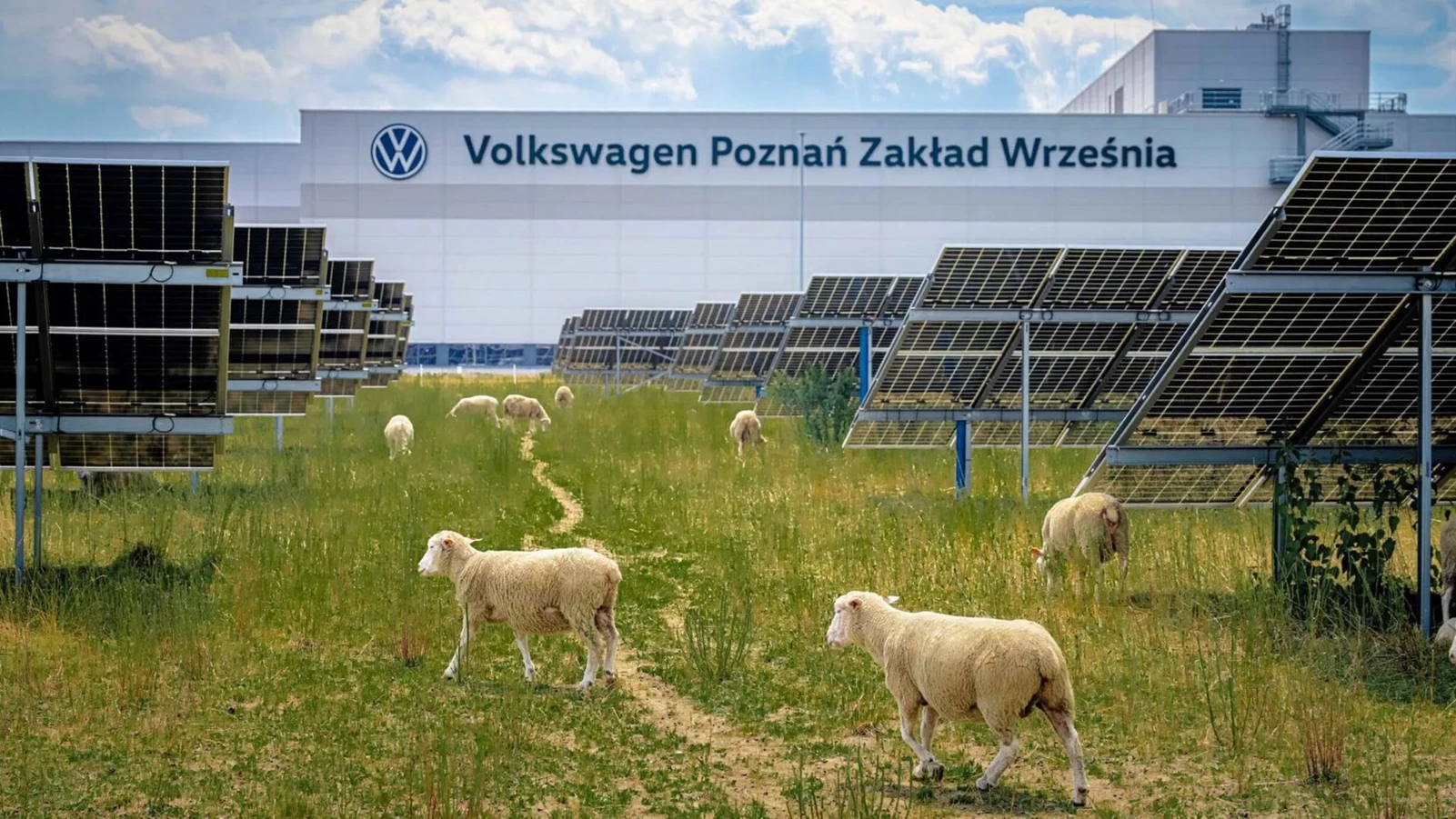 πρόβατα κουρεύουν το γκαζον στο εργοστάσιο Volkswagen στην Πολωνία