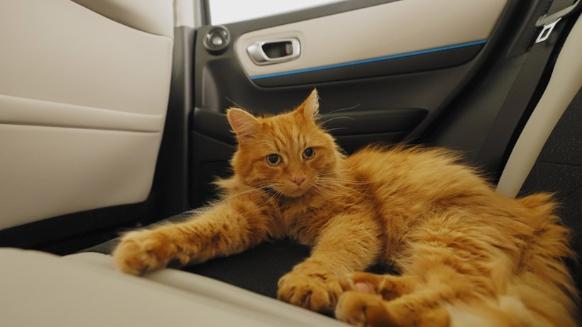Honda CATNIP Seats
