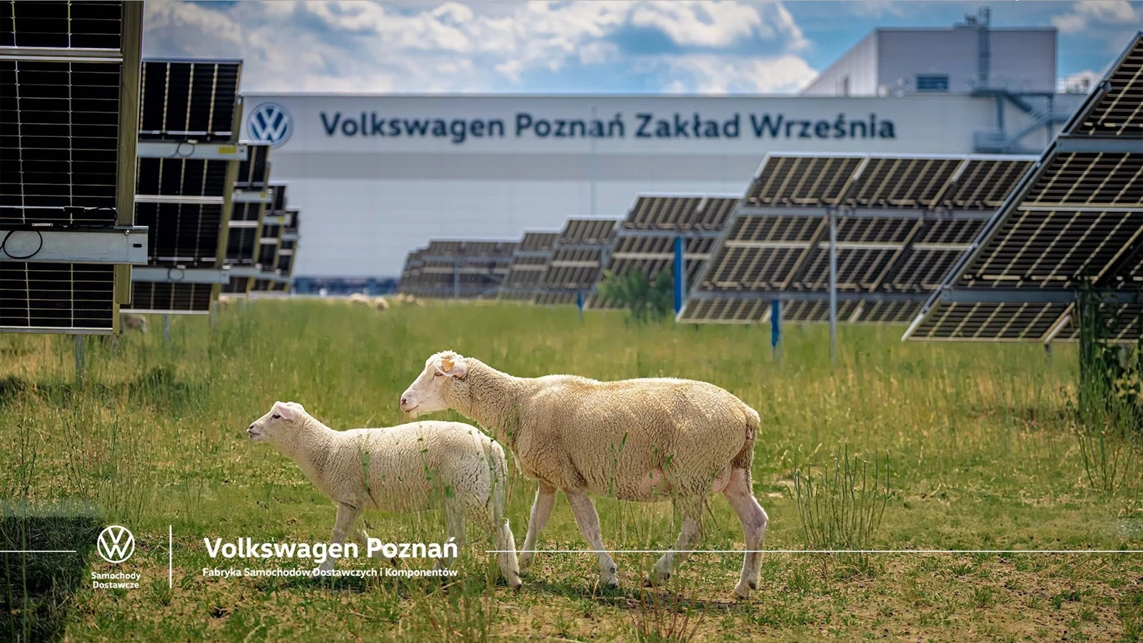 πρόβατα κουρεύουν το γκαζον στο εργοστάσιο Volkswagen στην Πολωνία