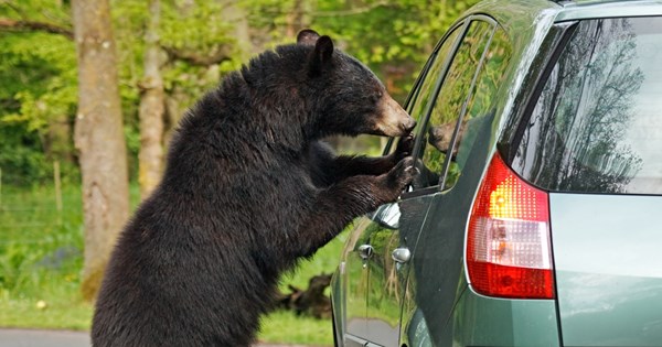 Τι συμβαίνει όταν μια αρκούδα κλείνεται μέσα σε Toyota Corolla (video) - εικόνα 2
