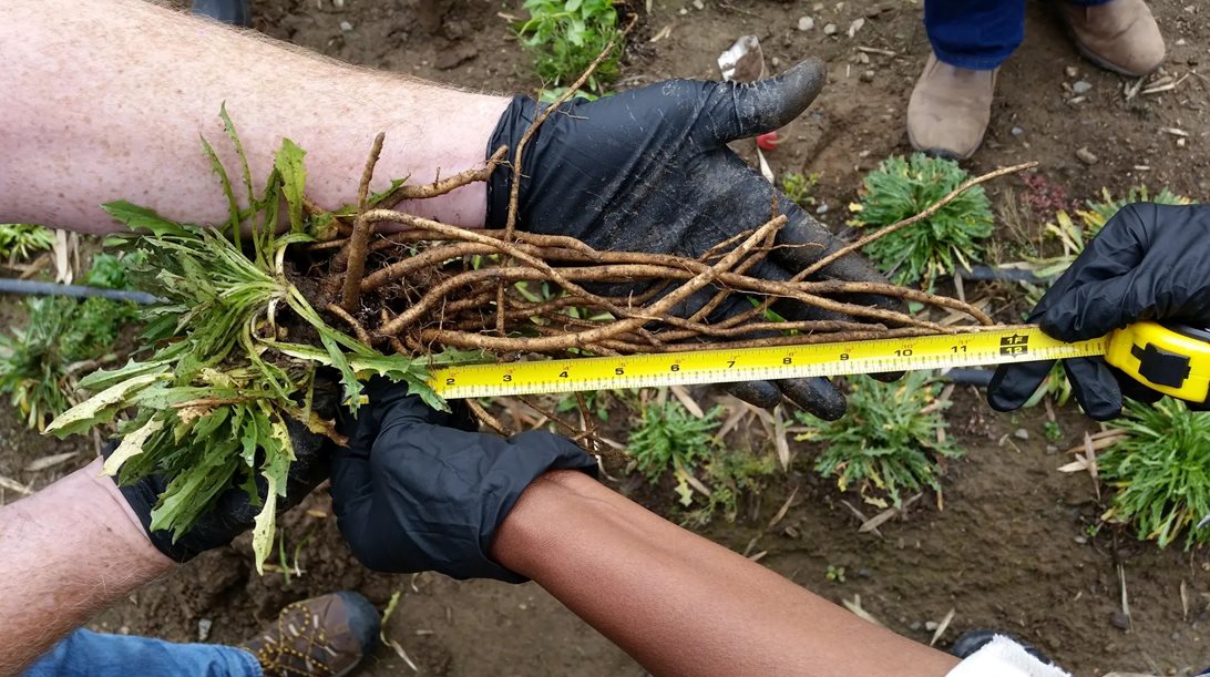 Η Goodyear θα φτιάξει ελαστικά από πικραλίδες