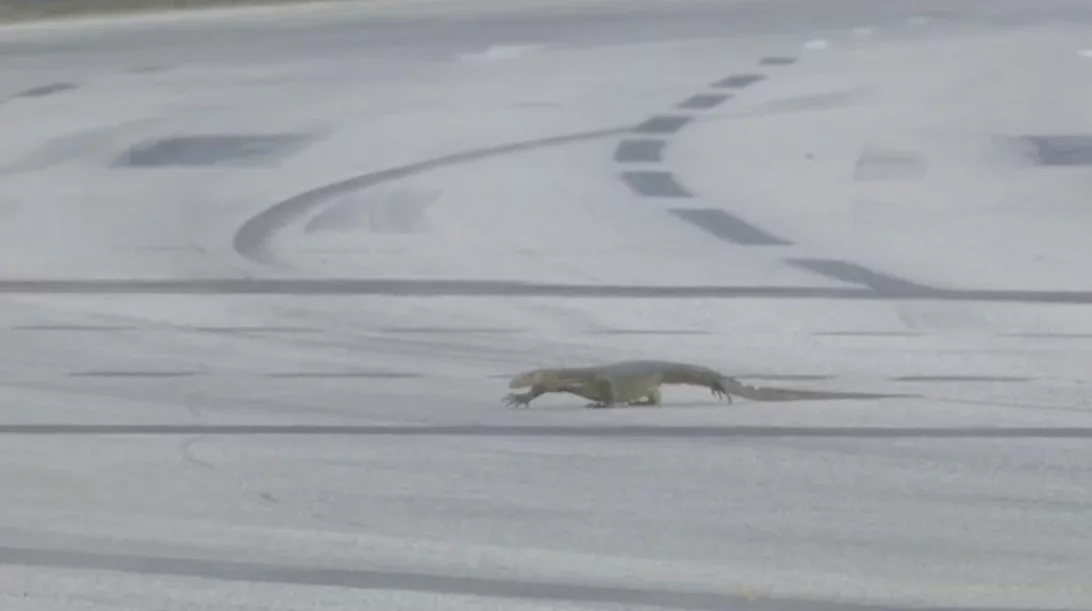 F1: Γέμισε η πίστα σαύρες και σταμάτησαν οι δοκιμές (video)