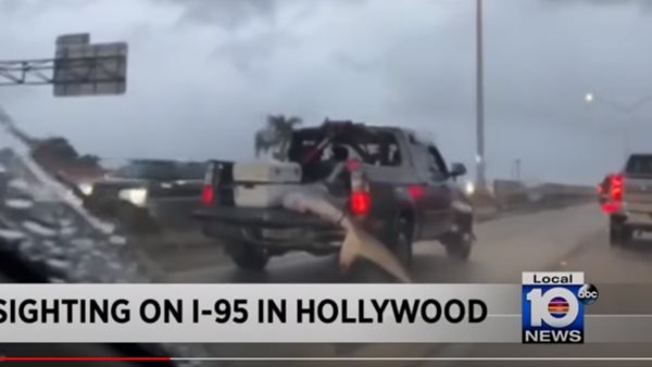 Αγροτικό κυκλοφορούσε με καρχαρία να περισσεύει από την καρότσα (video)