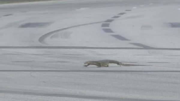 F1: Γέμισε η πίστα σαύρες και σταμάτησαν οι δοκιμές (video)