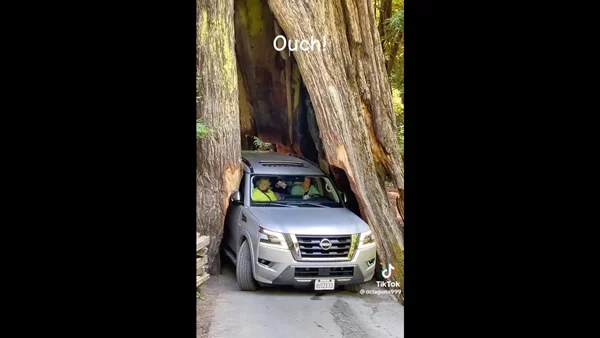 Εξυπνάκιας οδηγός κόλλησε σε δέντρο 2.500 ετών