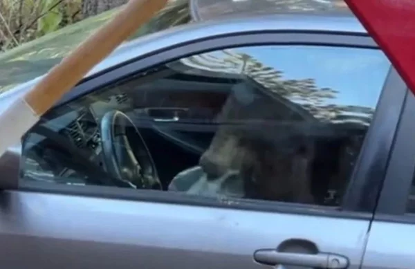 Τι συμβαίνει όταν μια αρκούδα κλείνεται μέσα σε Toyota Corolla (video)
