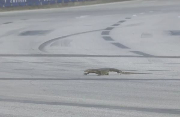 F1: Γέμισε η πίστα σαύρες και σταμάτησαν οι δοκιμές (video)