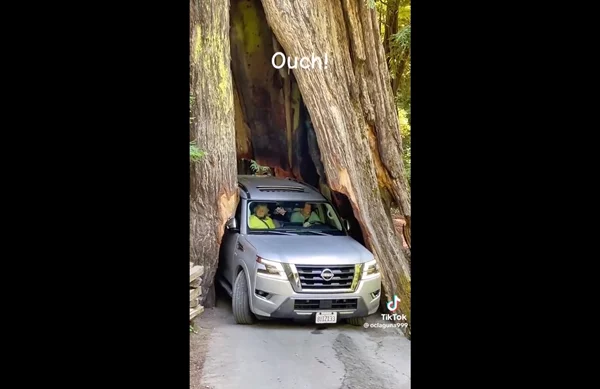 Εξυπνάκιας οδηγός κόλλησε σε δέντρο 2.500 ετών